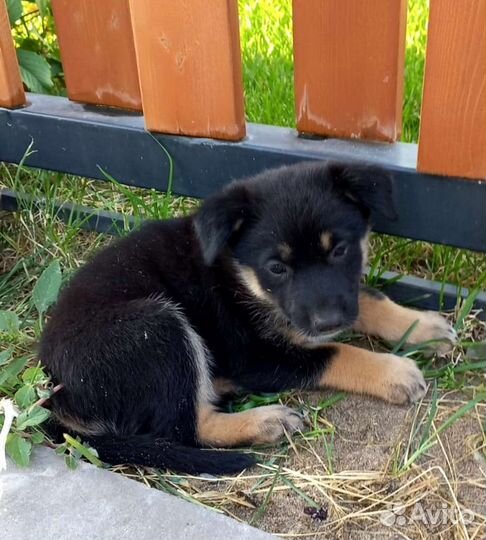 Собака щенок помесь в Дар