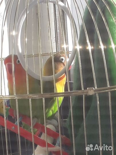 Попугай неразлучники с клеткой пара