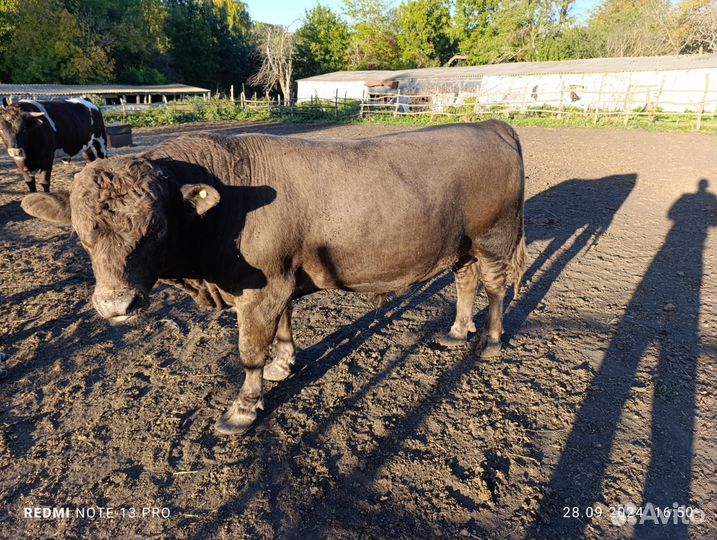 Быки живыми