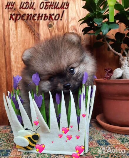 Померанский шпиц