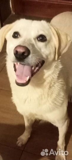 Приучен к выгулу