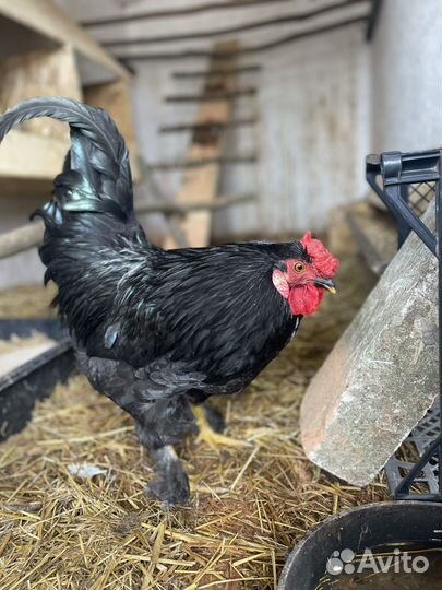 Петух на племя