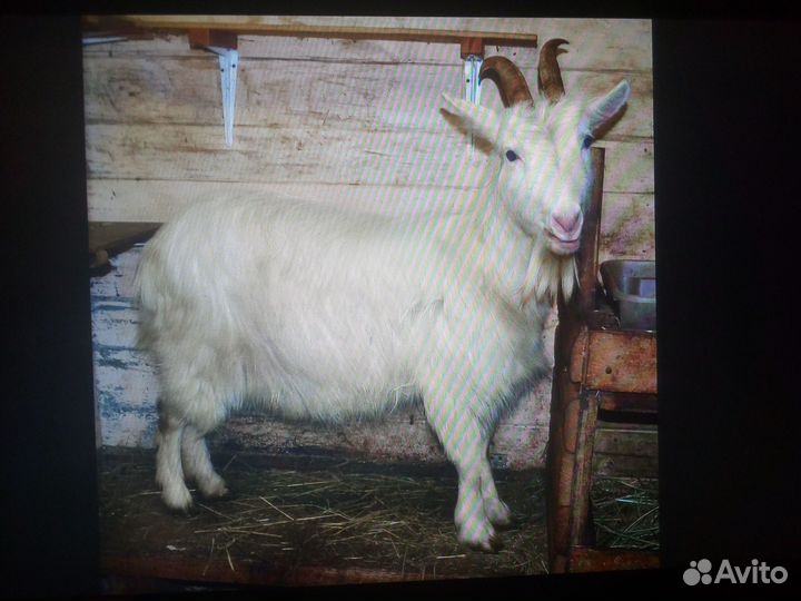 Зааненская дойная коза