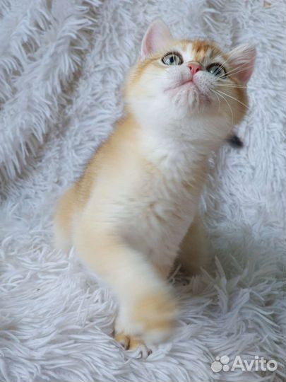 Британский мальчик, золотая шиншилла