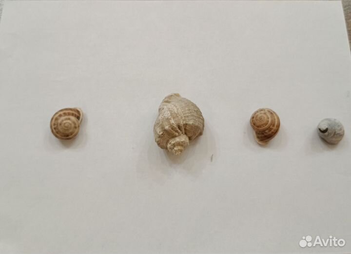 Ракушки с чёрного моря