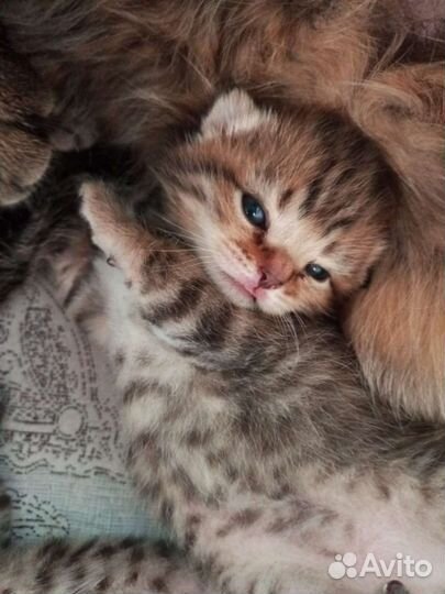 Шотландские котята