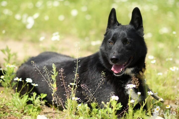 Север в добрые руки