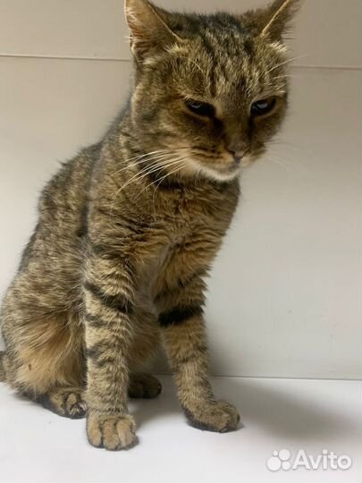 Кошечка ищет дом