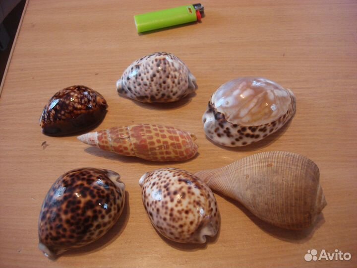 Морские ракушки