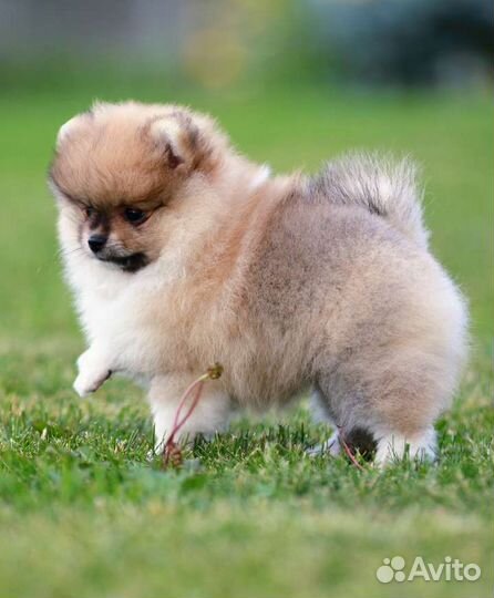 Померанский шпиц мини