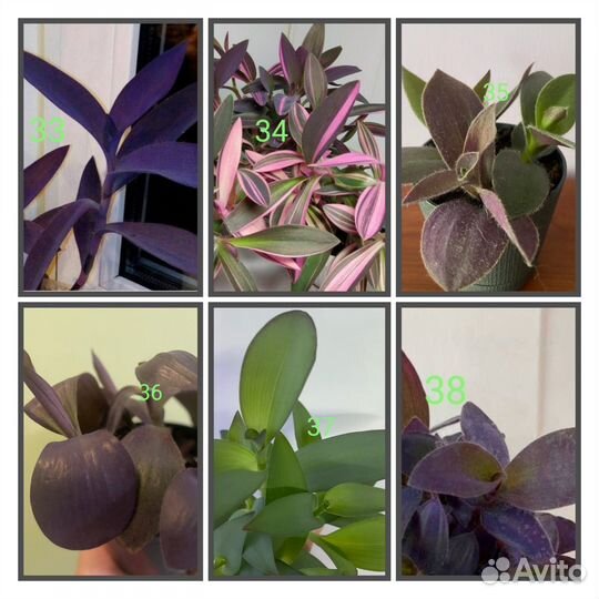 Традесканции