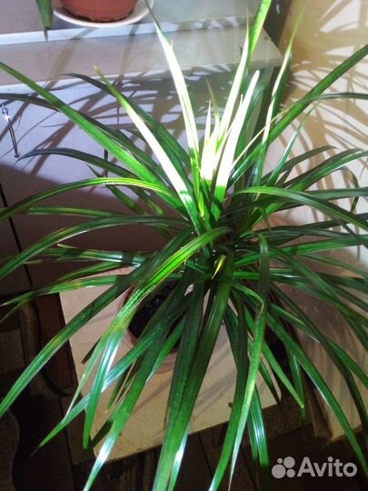 Пальма драцена