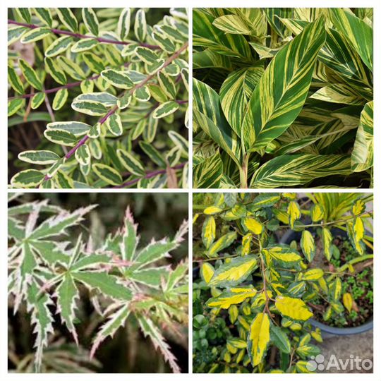 Пестролистные и вариегатные растения