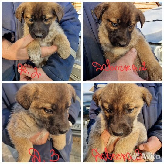 Очаровательные и очень умные щенки