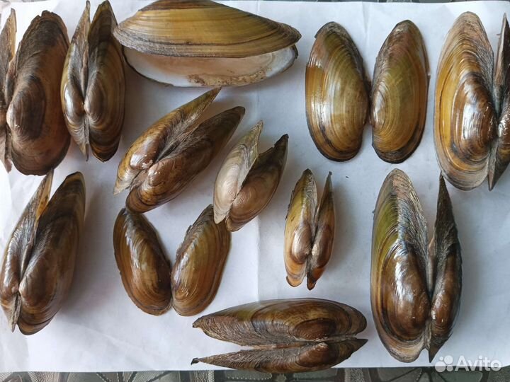 Морские ракушки раковины