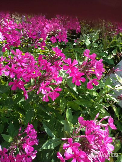 Флоксы многолетние