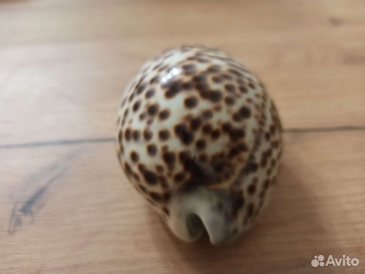 Морская раковина