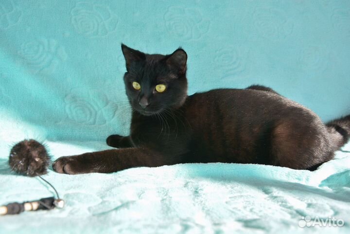 Котик Василий