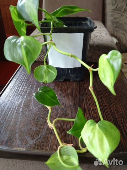 Филодендрон бразильский