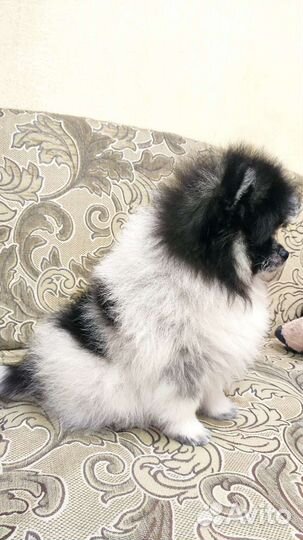 Померанский шпиц