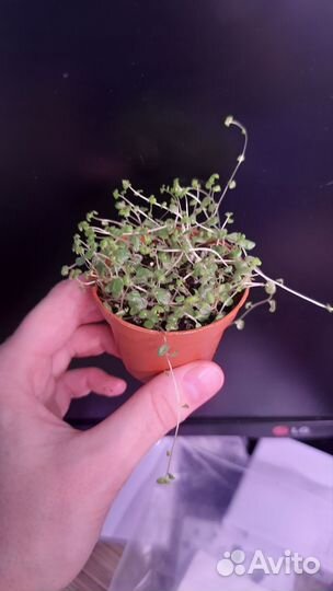 Комнатные растения