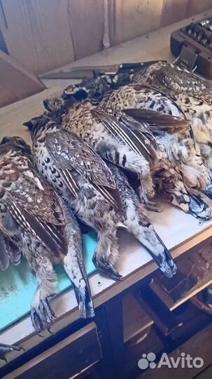 Манок на рябчика,Универсальный