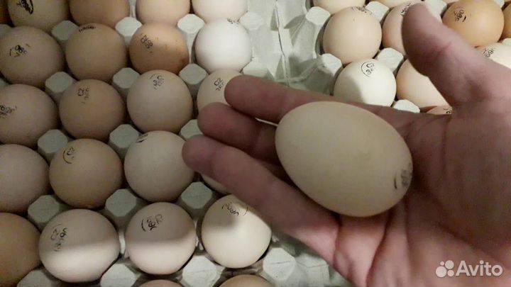 Инкубационное яйцо Кобб 500 Импорт