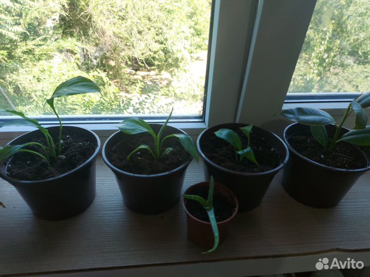 Продаю цветы