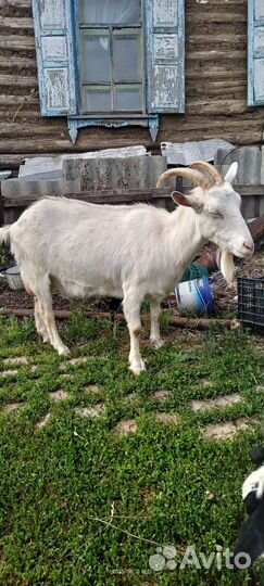 Нубийские коза и простая белая коза