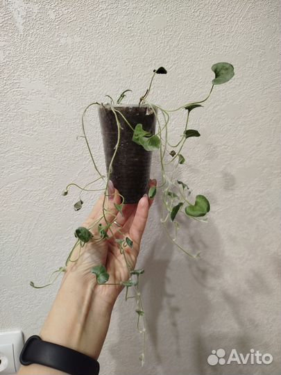 Дихондра серебристая