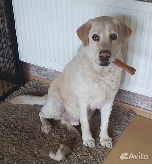 Отдам лабрадора