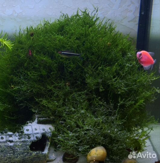 Аквариумные растения