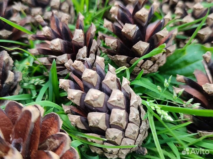 Шишки сосновые