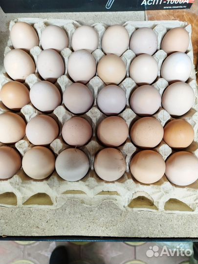 Домашние куриные яйца