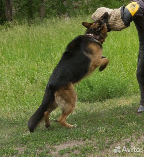 Немецкая овчарка