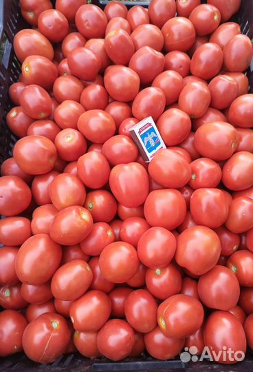 Помидоры