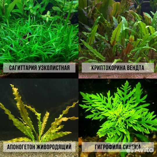 Аквариумные растения прайс от 08.07