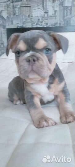 Французский бульдог щенки голубой