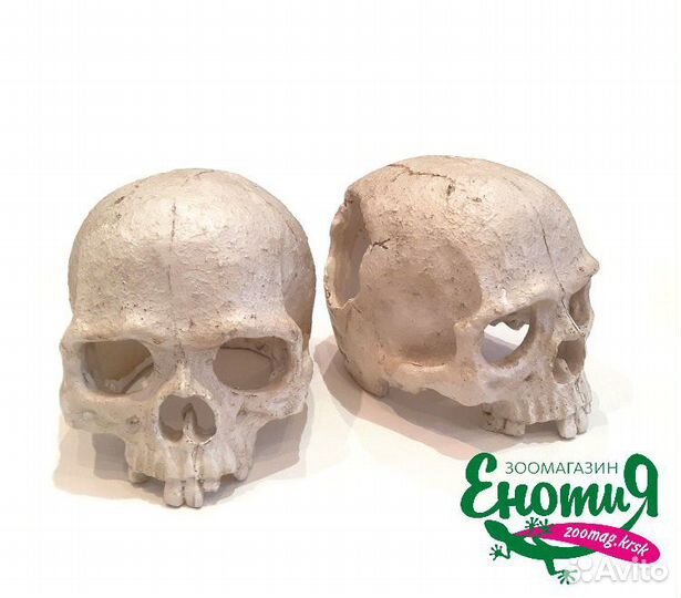 Череп человека для террариума