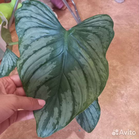 Филодендрон мамей