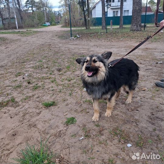 Собака в приюте