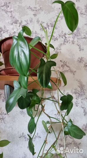 Цветы домашние