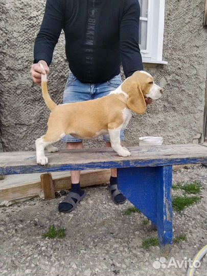 Щенки бигль девочки