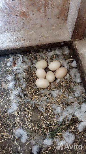 Мускусные утки