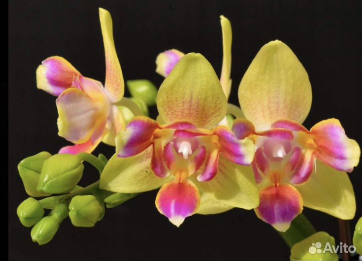 Орхидея Фаленопсис