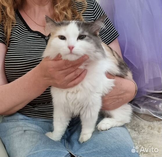Продаю кошку