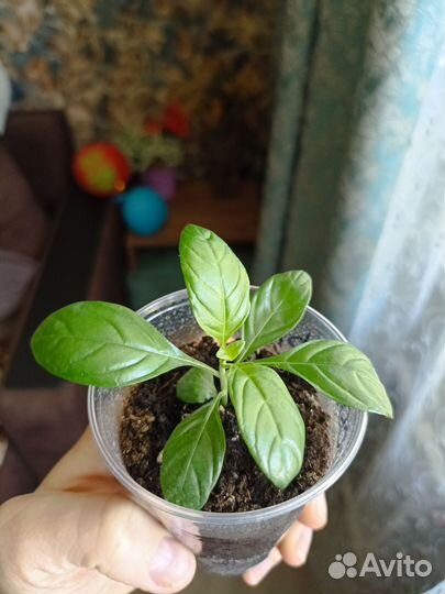 Кроссандра красная