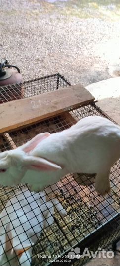 Кролики мясных пород