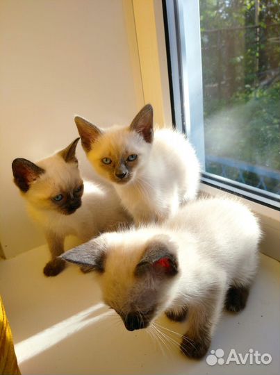 Тайские сиамские котята