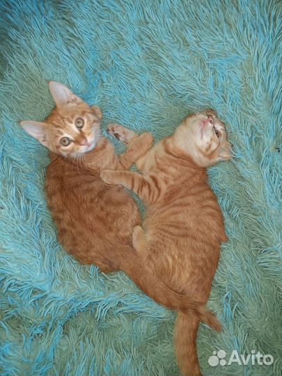 Рыжие котята